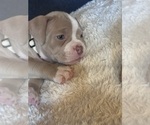 Small #4 American Bully