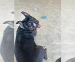 Small #1 American Staffordshire Terrier Mix