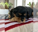 Small Photo #2 Cavalier King Charles Spaniel Puppy For Sale in FROSTPROOF, FL, USA