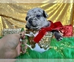 Small #6 French Bulldog
