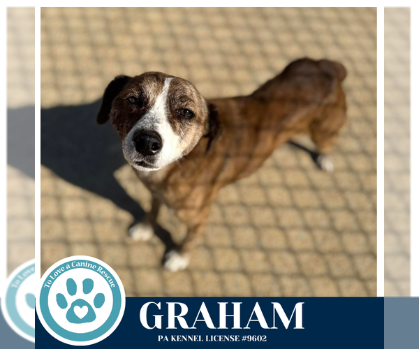 Medium Photo #2 Mutt Puppy For Sale in Kimberton, PA, USA