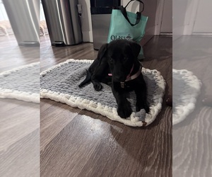 Labrador Retriever Dogs for adoption in CORONA, CA, USA