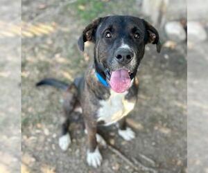 Labrador Retriever Dogs for adoption in Riverside, CA, USA