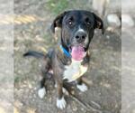 EEYORE - Male Labrador Retriever Dog for Adoption - Small photo