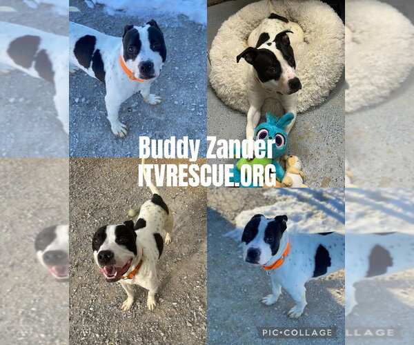 Medium Photo #6 Mutt Puppy For Sale in Evansville, IN, USA