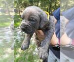 Small Photo #25 Cane Corso Puppy For Sale in DORCHESTER, SC, USA