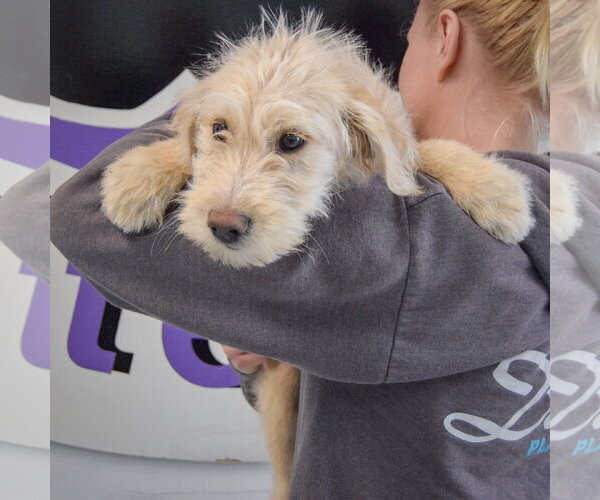 Medium Photo #5 Mutt Puppy For Sale in Huntley, IL, USA