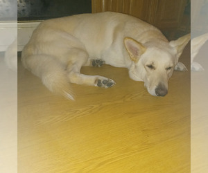 Father of the Gerberian Shepsky puppies born on 12/17/2025