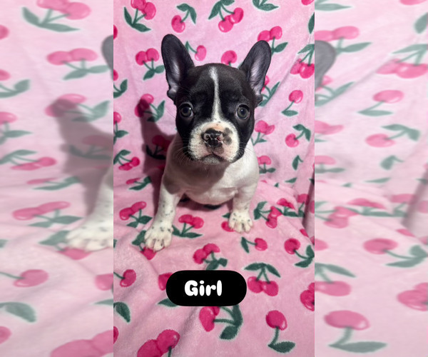 Medium Photo #1 French Bulldog Puppy For Sale in POMONA, CA, USA