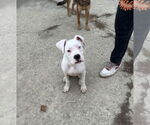 Small #2 Boxer