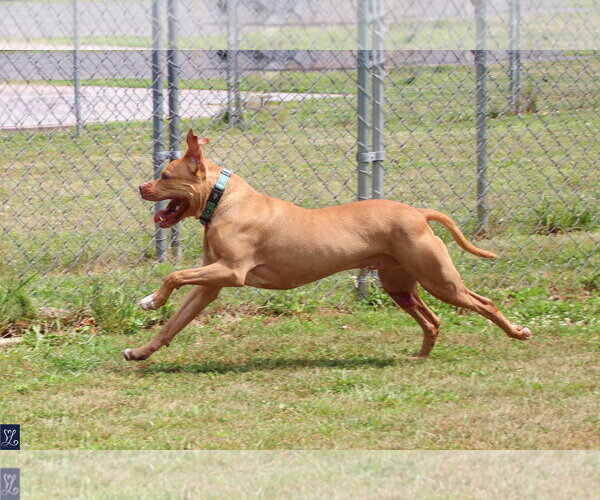 Medium Photo #7 American Pit Bull Terrier-Unknown Mix Puppy For Sale in Lockport, NY, USA