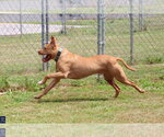 Small #6 American Pit Bull Terrier Mix