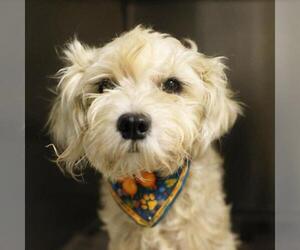 - Mix Dogs for adoption in San Antonio, TX, USA