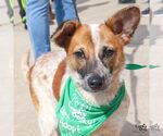 Small Photo #3 Red Heeler-Unknown Mix Puppy For Sale in Washington, DC, USA