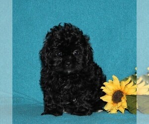 Shih-Poo Puppy for sale in QUARRYVILLE, PA, USA