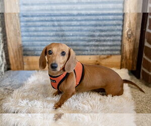 Dachshund Dogs for adoption in St. Louis Park, MN, USA