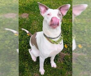 Mutt Dogs for adoption in Akron, OH, USA