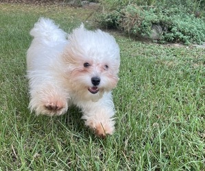 ShihPoo Puppy for sale in GREENVILLE, NC, USA