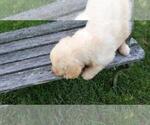 Small Photo #6 Goldendoodle Puppy For Sale in LEON, KS, USA
