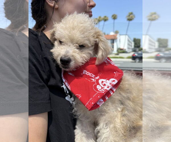 Medium Photo #6 Miniature Schnauzer-Unknown Mix Puppy For Sale in Corona, CA, USA