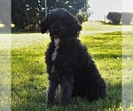 Small Photo #1 Goldendoodle-Poodle (Miniature) Mix Puppy For Sale in EPHRATA, PA, USA