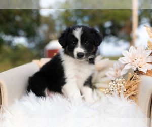 Border Collie Puppy for sale in CONWAY, MO, USA