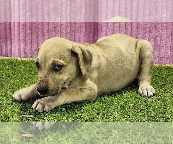 Medium Photo #6 Catahoula Leopard Dog Puppy For Sale in CUMBY, TX, USA