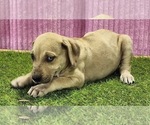 Small #5 Catahoula Leopard Dog