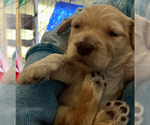Small Photo #10 Goldendoodle Puppy For Sale in SIGNAL MOUNTAIN, TN, USA
