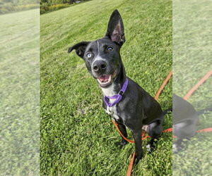 Liberty - Female Mutt Dog for Adoption - Photo #4