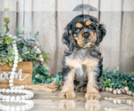 Puppy Sheldon Cocker Spaniel