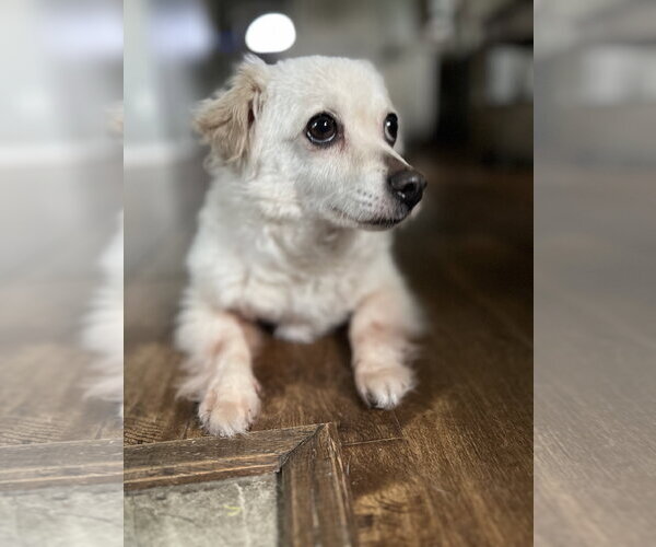Medium Photo #4 Chiranian Puppy For Sale in Missouri City, TX, USA
