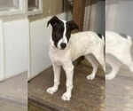 Small #2 Lab-Pointer