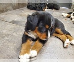 Small Photo #8 Bernese Mountain Dog Puppy For Sale in LEETONIA, OH, USA