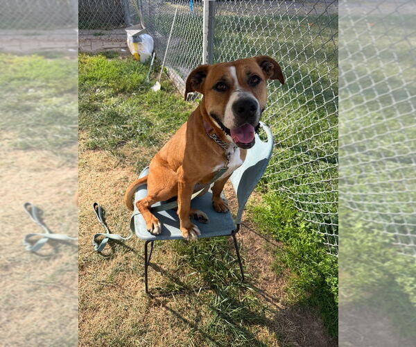 Medium Photo #9 Bullboxer Pit Puppy For Sale in Richmond, IN, USA