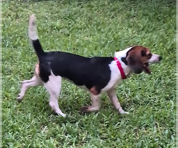 Medium Photo #8 Beagle Puppy For Sale in Dunnellon, FL, USA