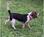 Small #7 Beagle
