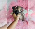 Small #7 Pomeranian