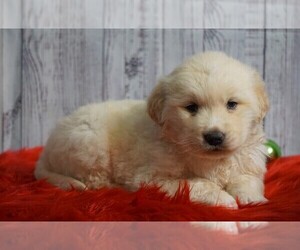 Golden Retriever Puppy for sale in FREDERICKSBG, OH, USA