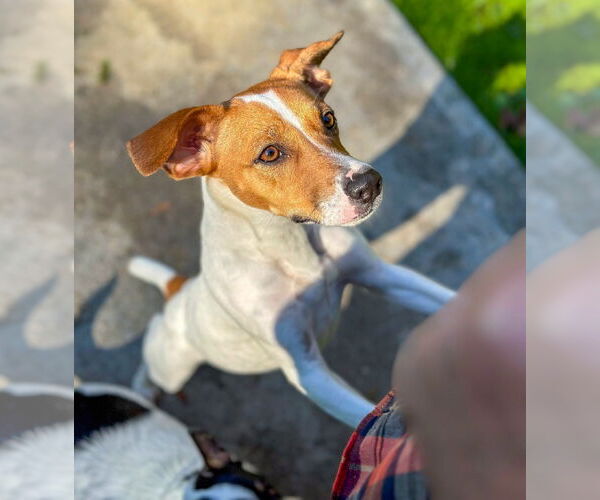 Medium Photo #4 Jack Russell Terrier-Whippet Mix Puppy For Sale in Arlington, WA, USA