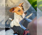 Small #3 Jack Russell Terrier-Whippet Mix