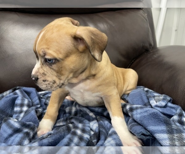 Medium Photo #85 American Bully Puppy For Sale in REESEVILLE, WI, USA
