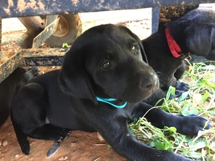 Labrador Retriever Puppy for sale in VILLA RICA, GA, USA