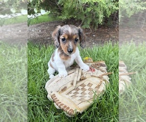 Dachshund Puppy for sale in MIDDLEBURY, IN, USA