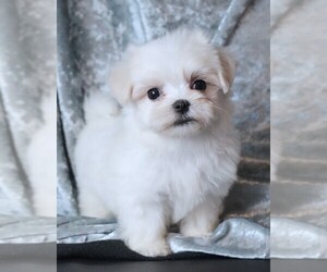 Maltese Puppy for sale in ROCK VALLEY, IA, USA