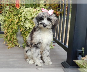 Sheepadoodle Puppy for Sale in MILLERSBURG, Ohio USA