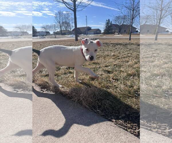 Medium Photo #7 Mutt Puppy For Sale in New London, WI, USA