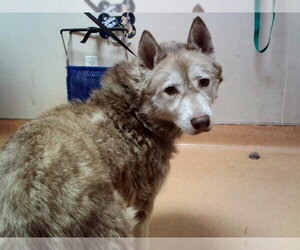 Siberian Husky Dogs for adoption in Martinez, CA, USA