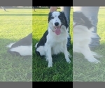 Small Photo #1 Bordoodle Puppy For Sale in SCOTTSBLUFF, NE, USA