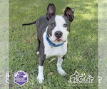 Small American Pit Bull Terrier Mix